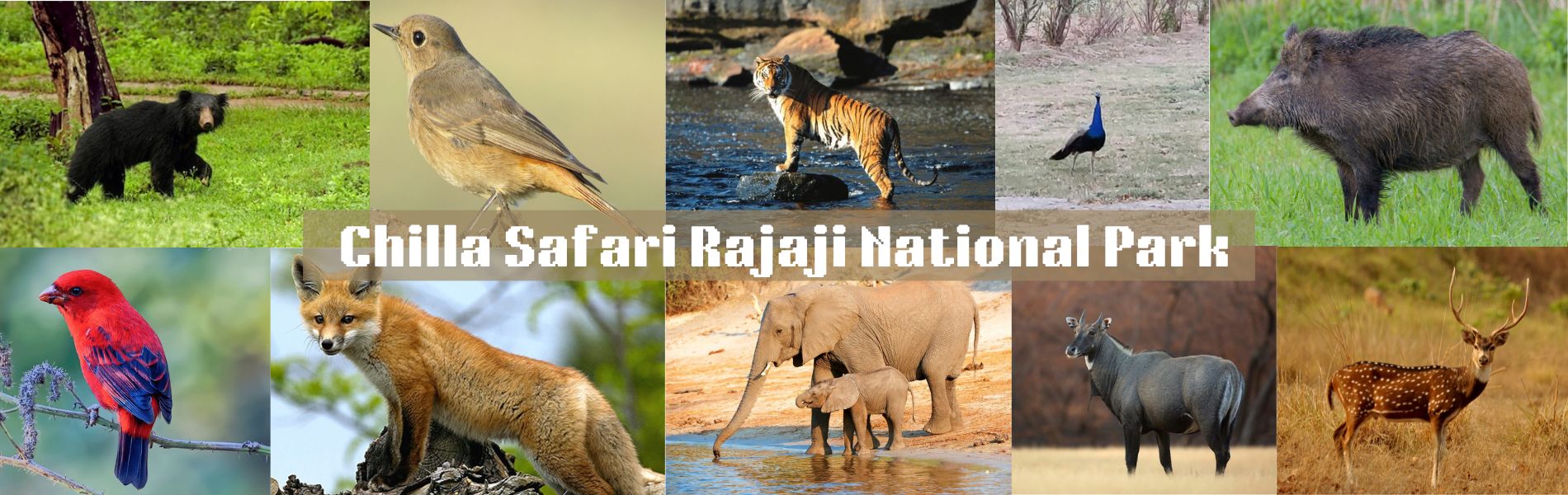 Chilla Safari Rajaji National Park