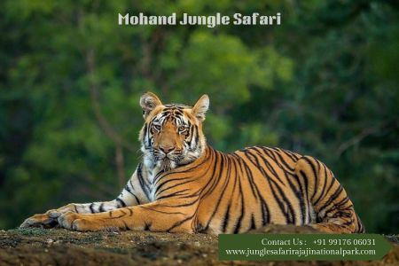 Mohand Jungle Safari