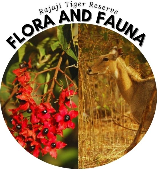  flora and fauna in rajaji