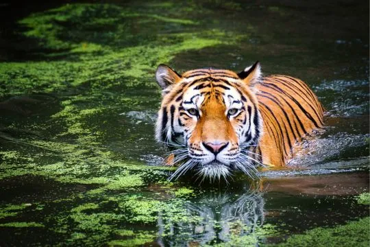 Jungle Safari in Rishikesh