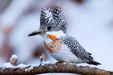  Crested Kingfisher