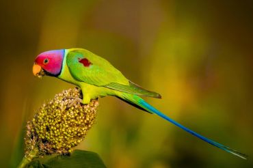  Plum-headed Parakeet