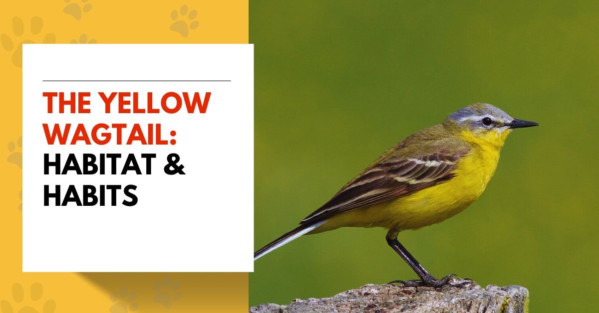 Understanding the Yellow Wagtail: Habitat & Habits
