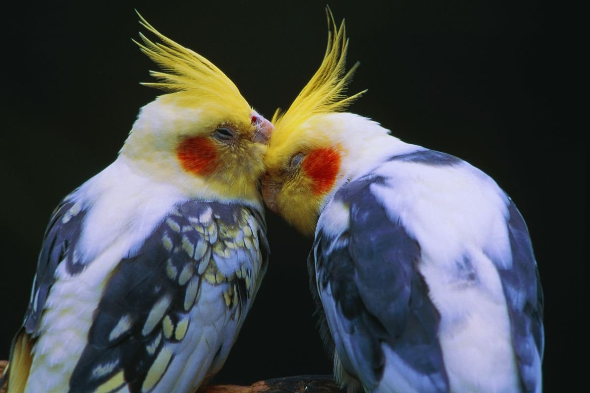 Cockatiel Bird Price in India – Cost Guide – Jungle Safari Rajaji ...