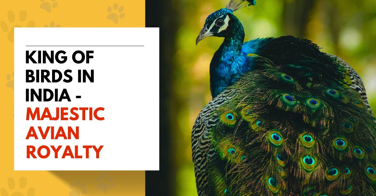 King of Birds in India - Majestic Avian Royalty