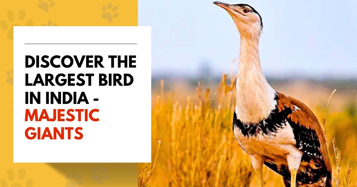 Discover the Largest Bird in India - Majestic Giants