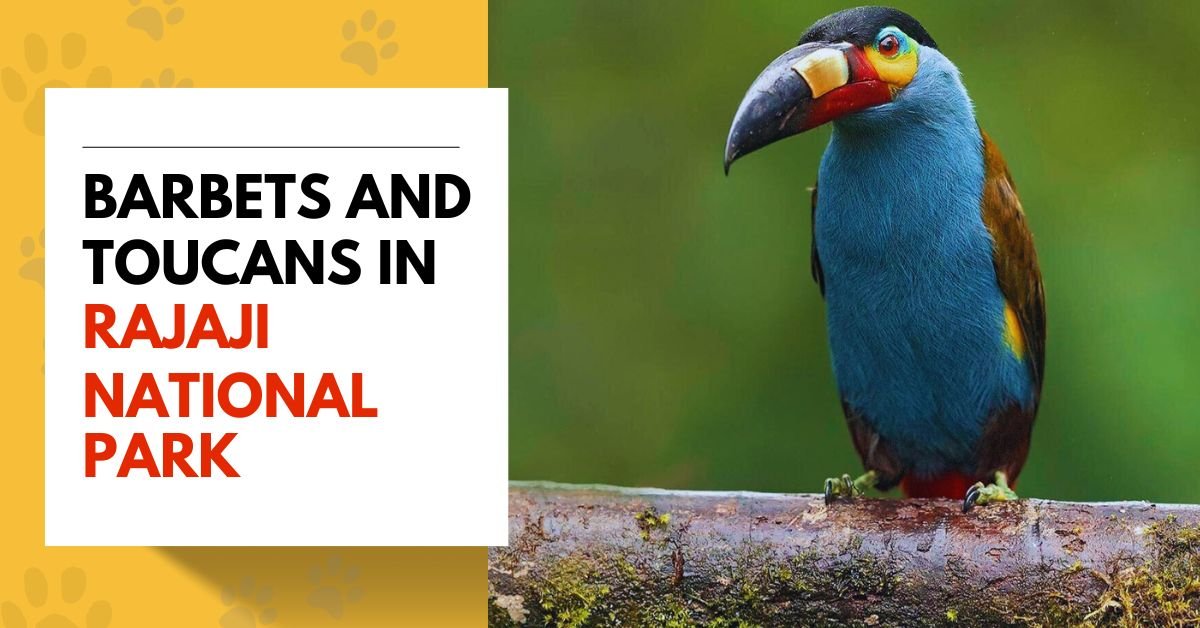 Barbets and Toucans