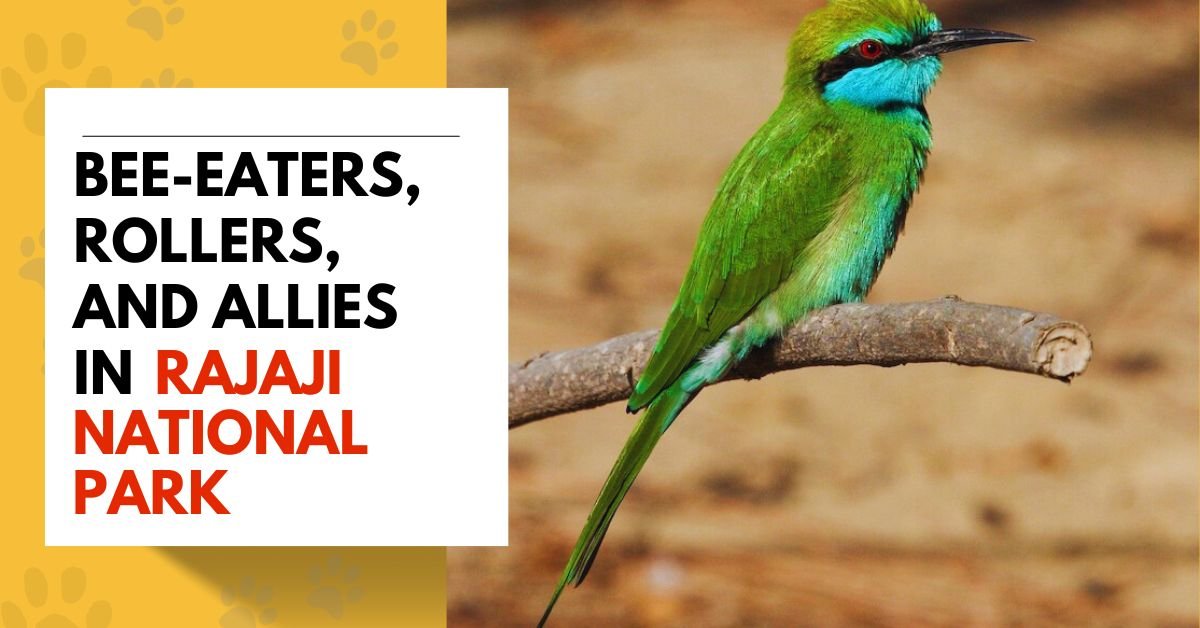 Bee-eaters, Rollers, and Allies