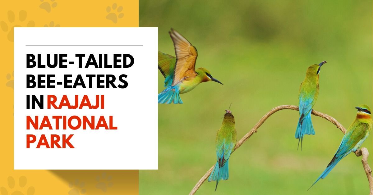 Blue-tailed Bee-eaters