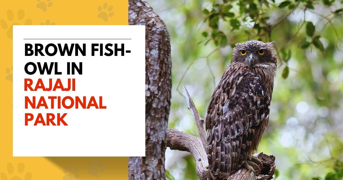 Brown Fish-Owl in Rajaji National Park