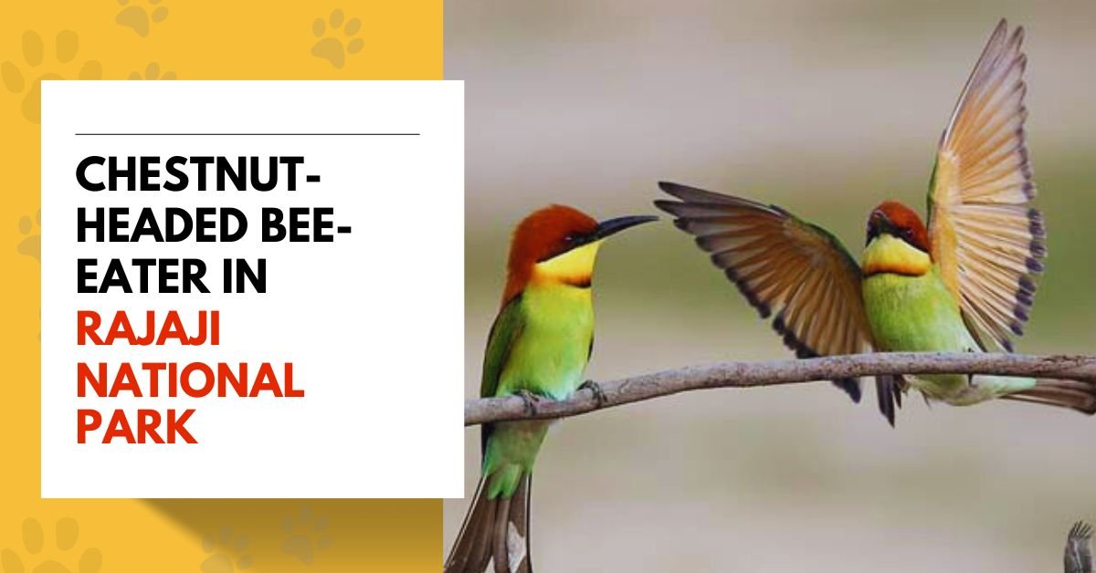 Chestnut-headed Bee-eater