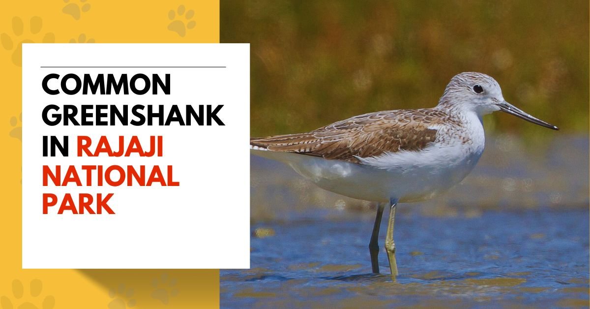 Common Greenshank in Rajaji National Park
