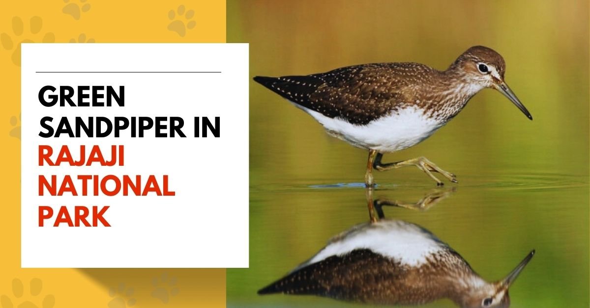 Green Sandpiper in Rajaji National Park