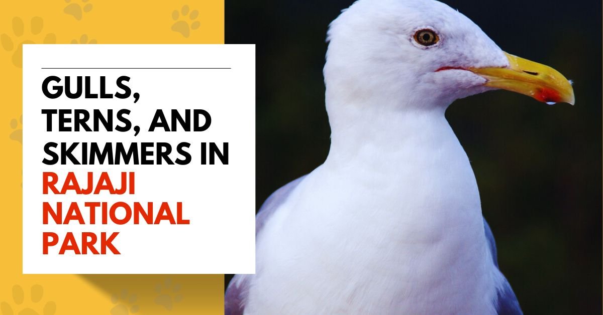 Gulls, terns, and skimmers
