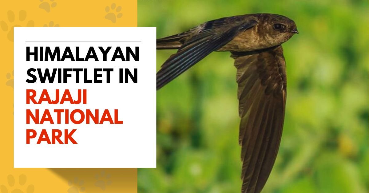 Himalayan Swiftlet