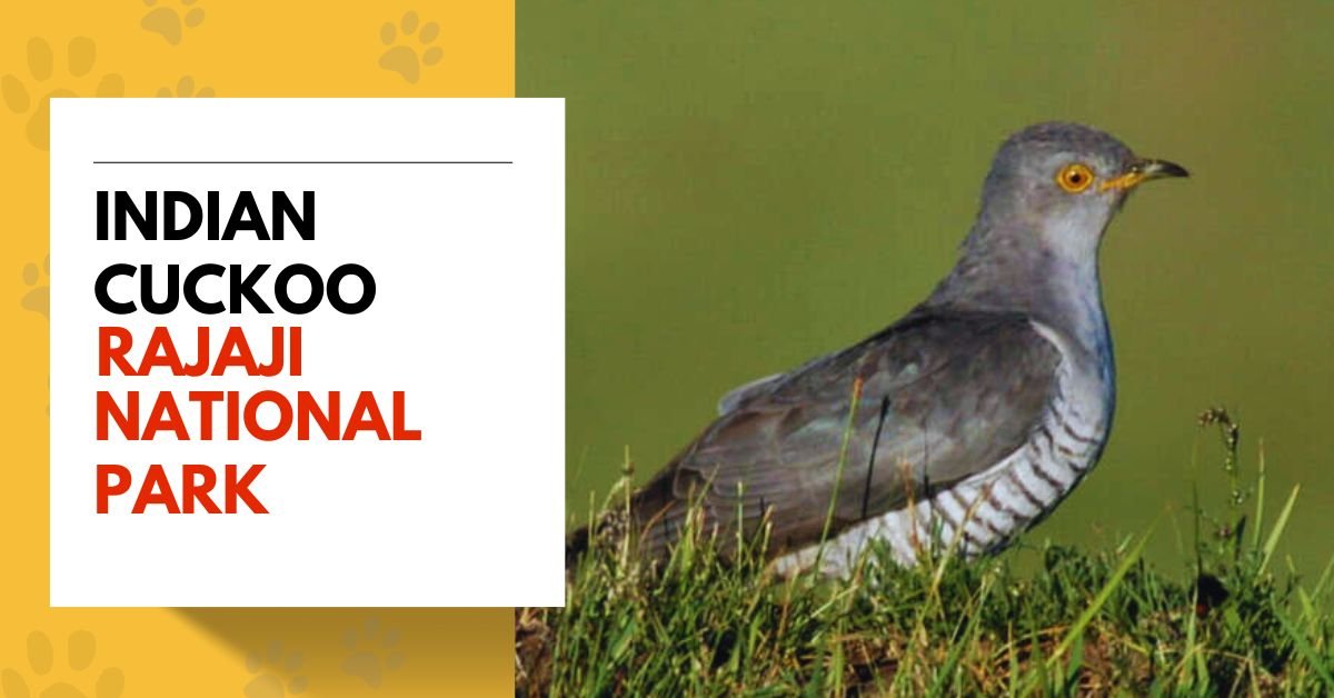 Indian Cuckoo