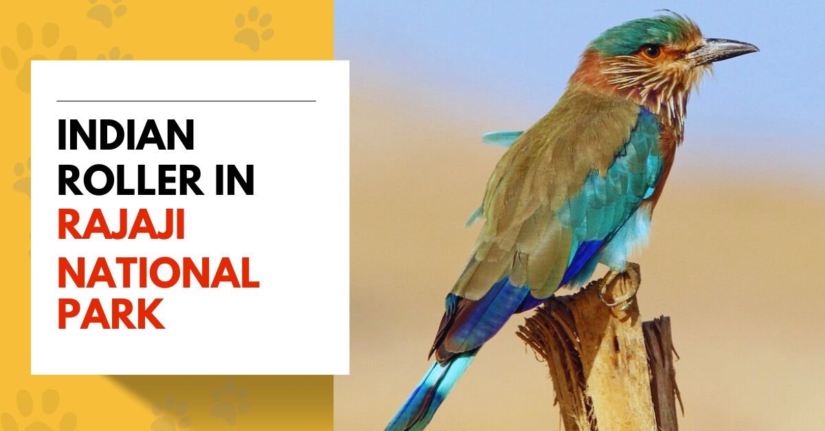 Indian Roller in Rajaji National Park