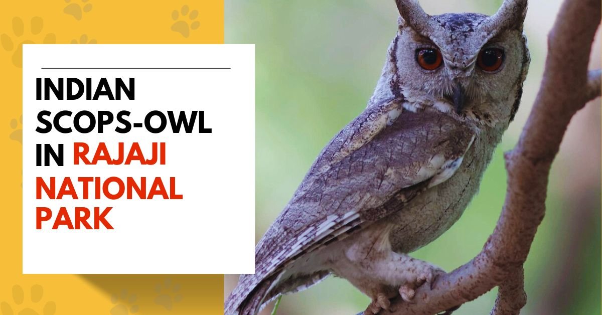 Indian Scops-Owl