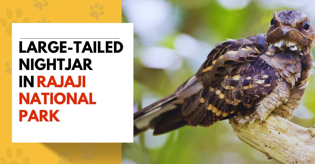 Large-tailed Nightjar