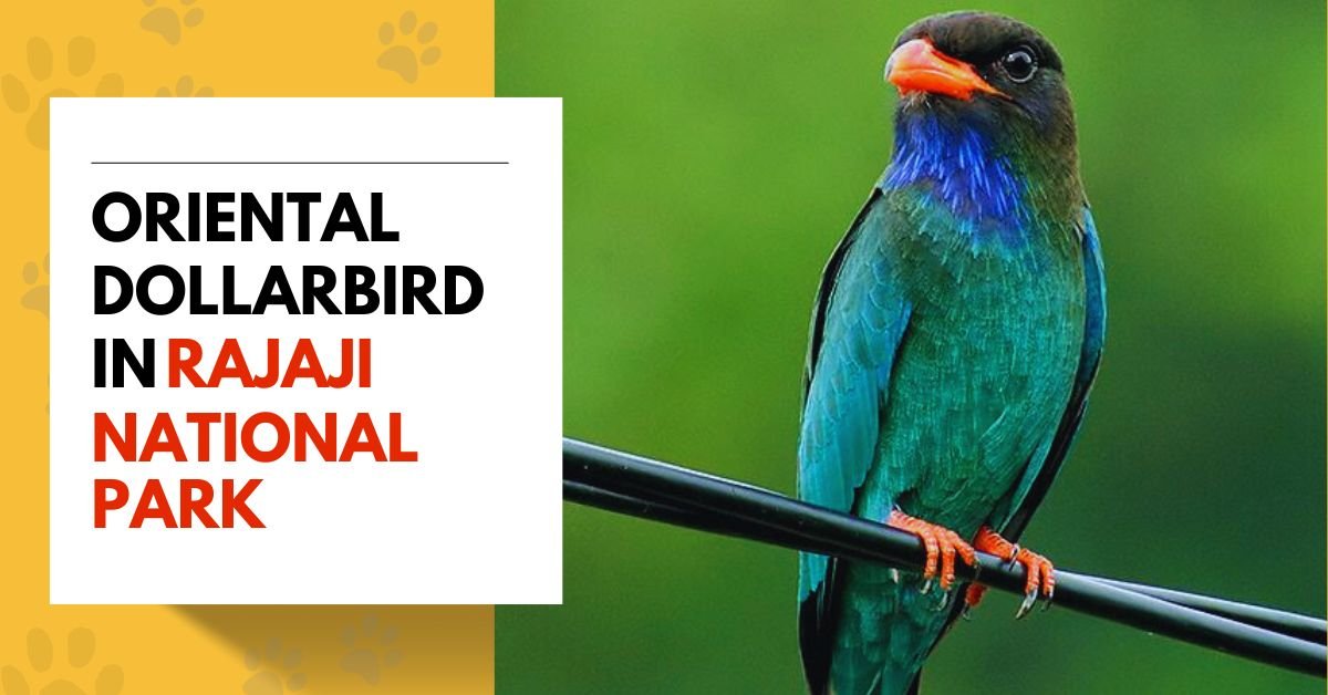 Oriental Dollarbird in Rajaji National Park