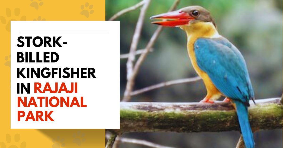 Stork-billed Kingfisher