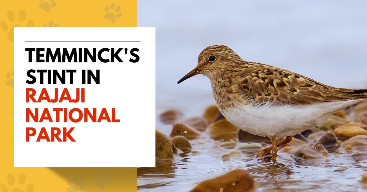 Temminck's Stint in Rajaji National Park
