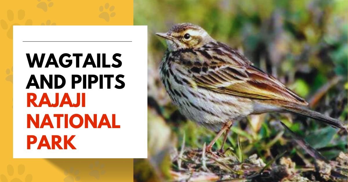 Wagtails and Pipits