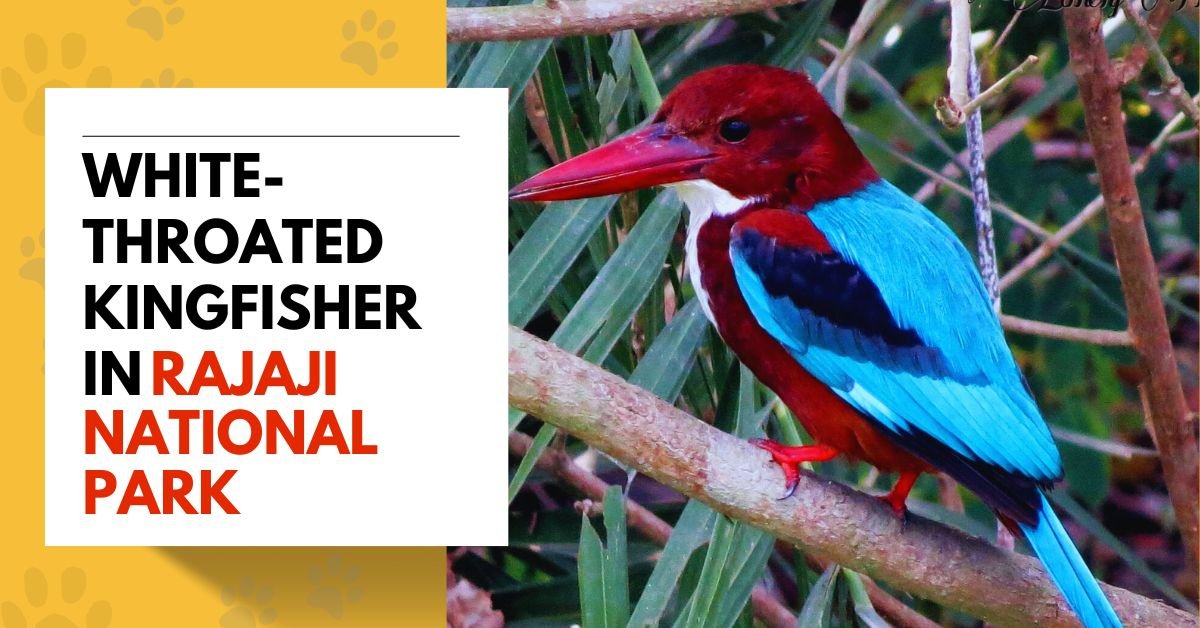 White-throated Kingfisher in