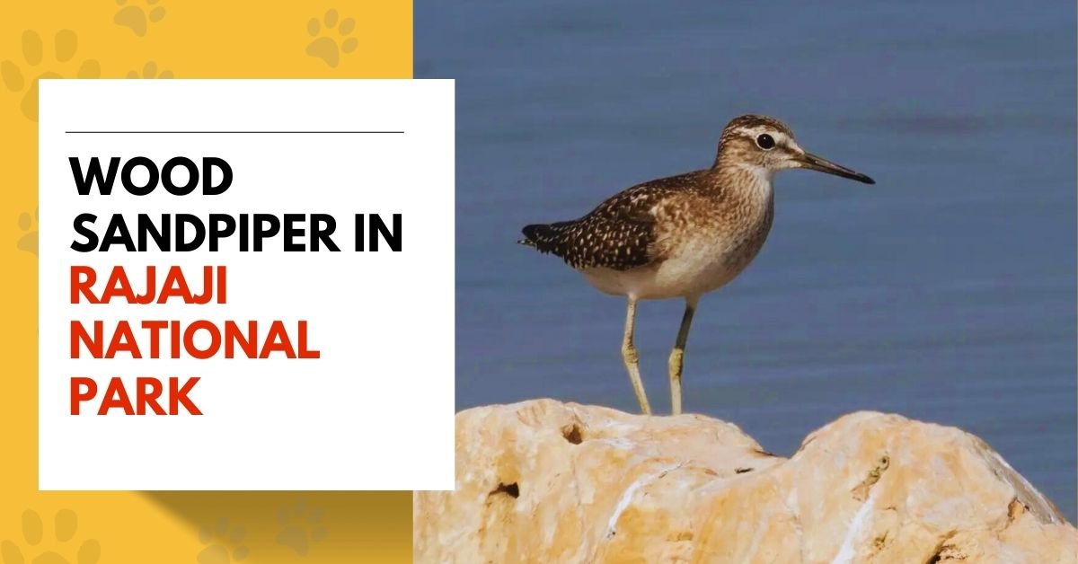Wood Sandpiper in Rajaji National Park
