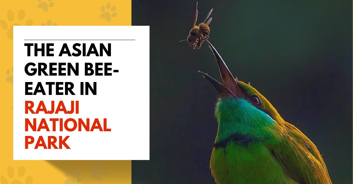 The Asian Green Bee-eater in Rajaji National Park