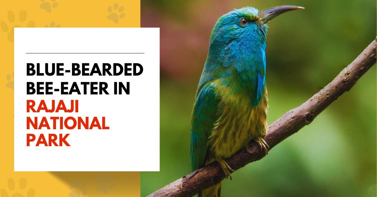 Blue-bearded Bee-eater in Rajaji National Park