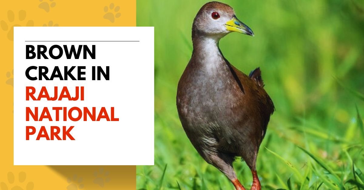 Brown Crake in Rajaji National Park