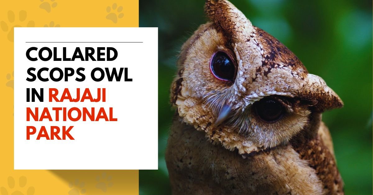 Collared Scops Owl in Rajaji National Park