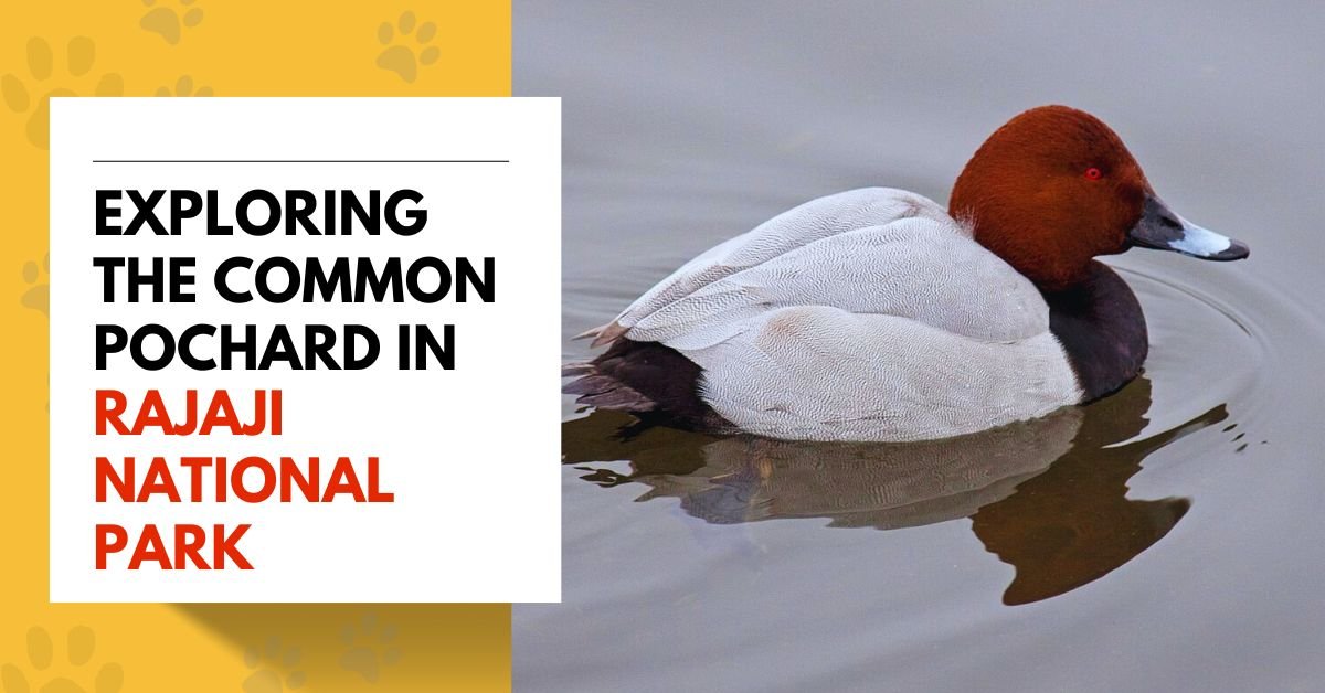 Exploring the Common Pochard in Rajaji National Park