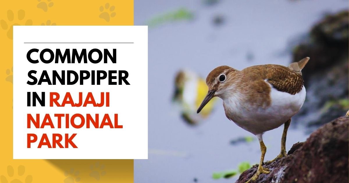 Common Sandpiper