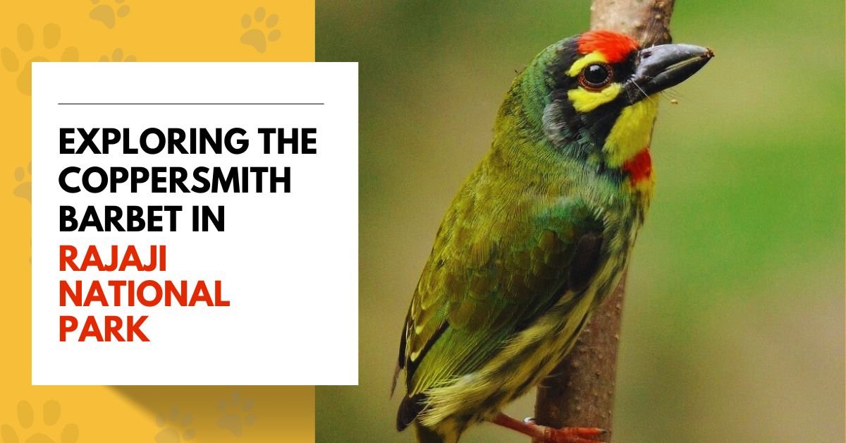 Exploring the Coppersmith Barbet in Rajaji National Park