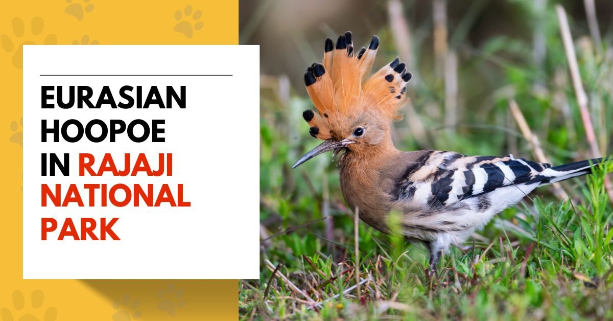 Eurasian Hoopoe