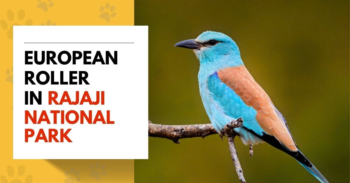 European Roller