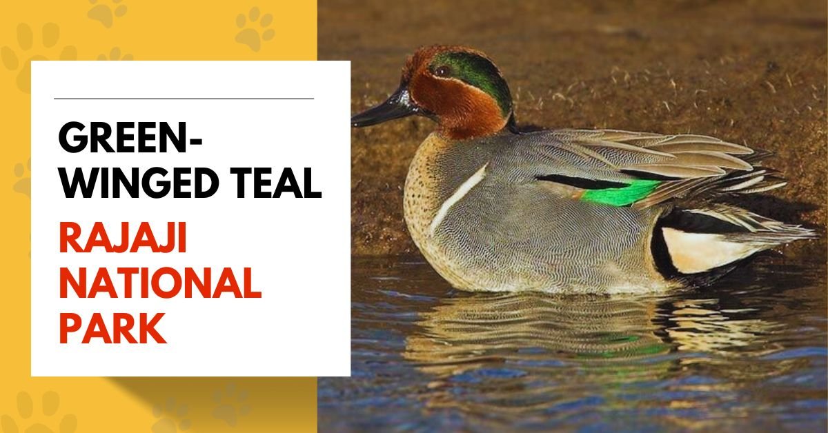 Green-winged Teal