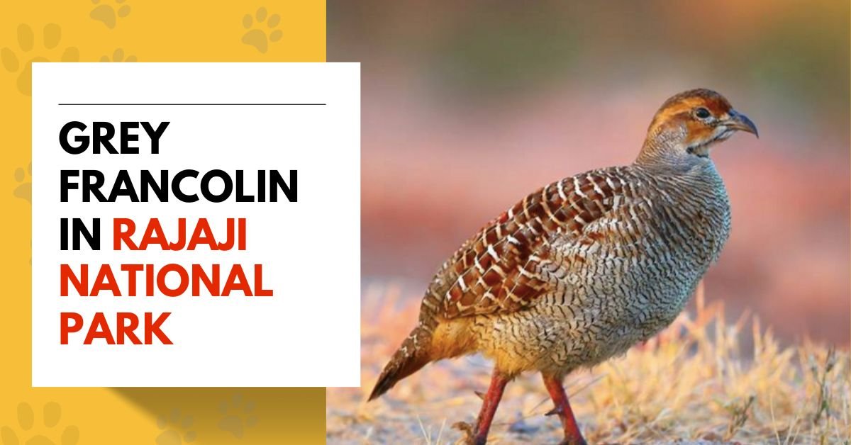 Grey Francolin in Rajaji National Park