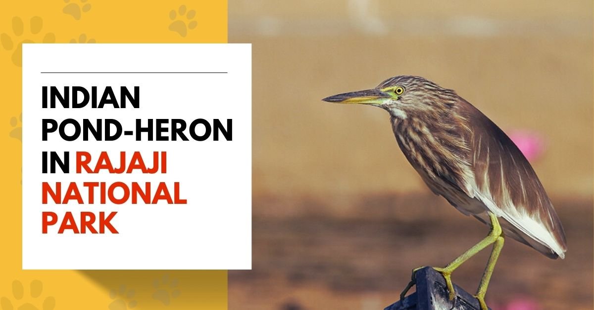 Indian Pond-Heron