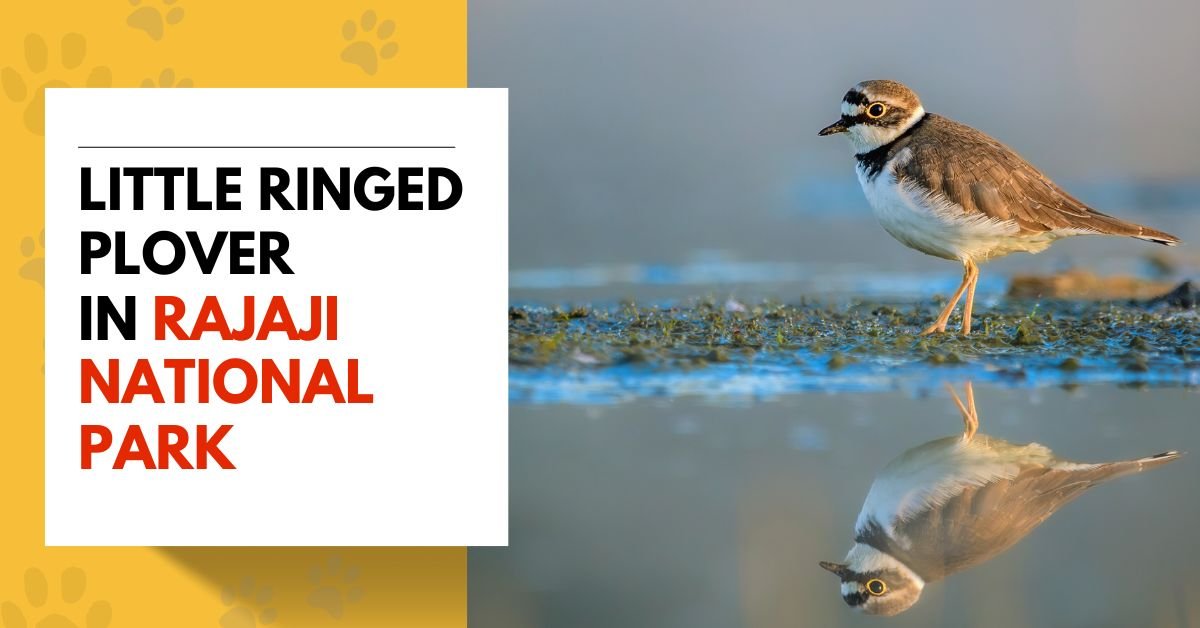 Little Ringed Plover