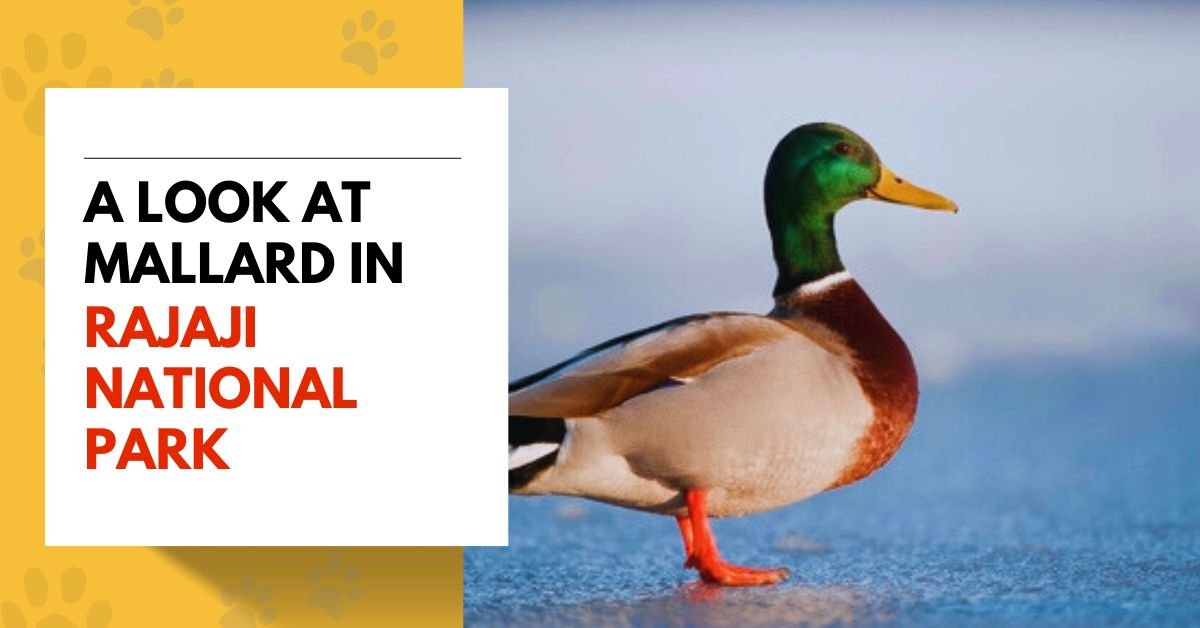 A Look at Mallard in Rajaji National Park