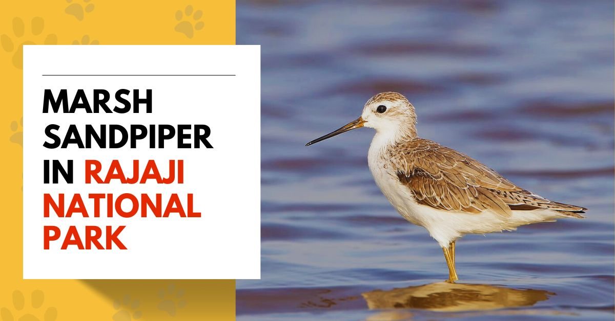 Marsh Sandpiper