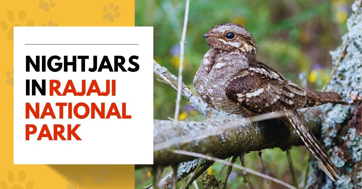 Nightjars in Rajaji National Park