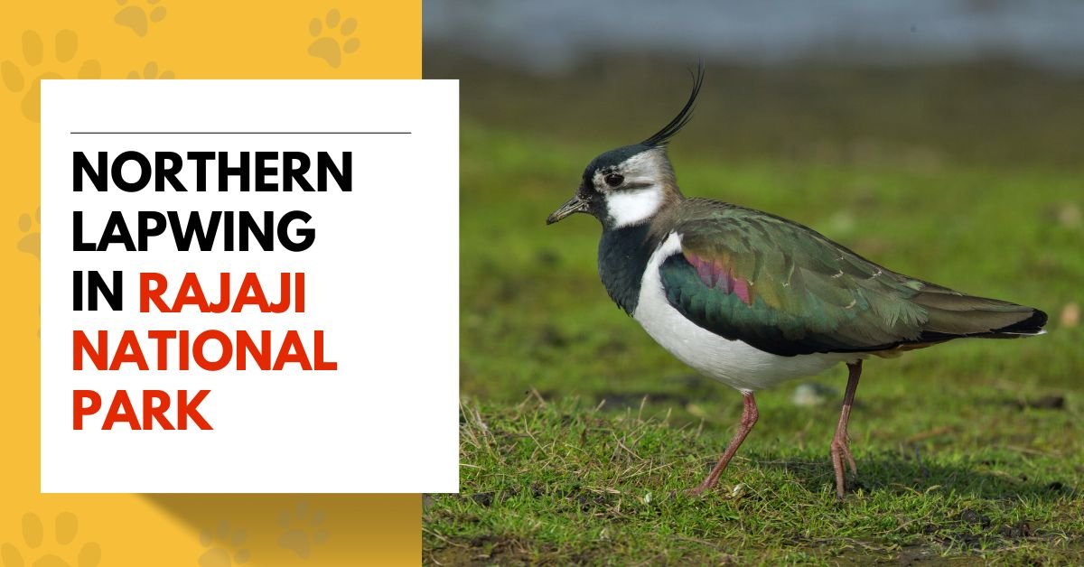 Northern Lapwing