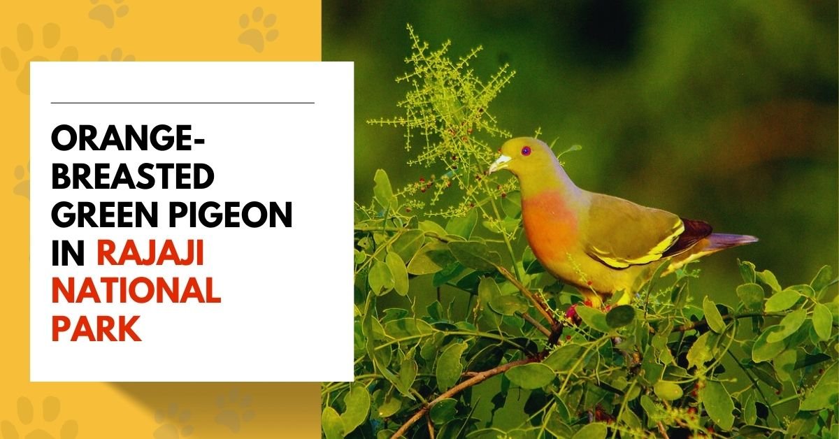 Orange-breasted Green-Pigeon