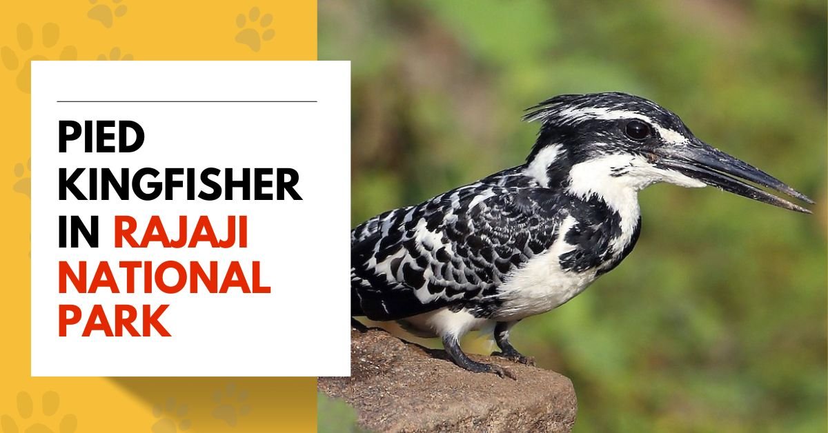 Pied Kingfisher