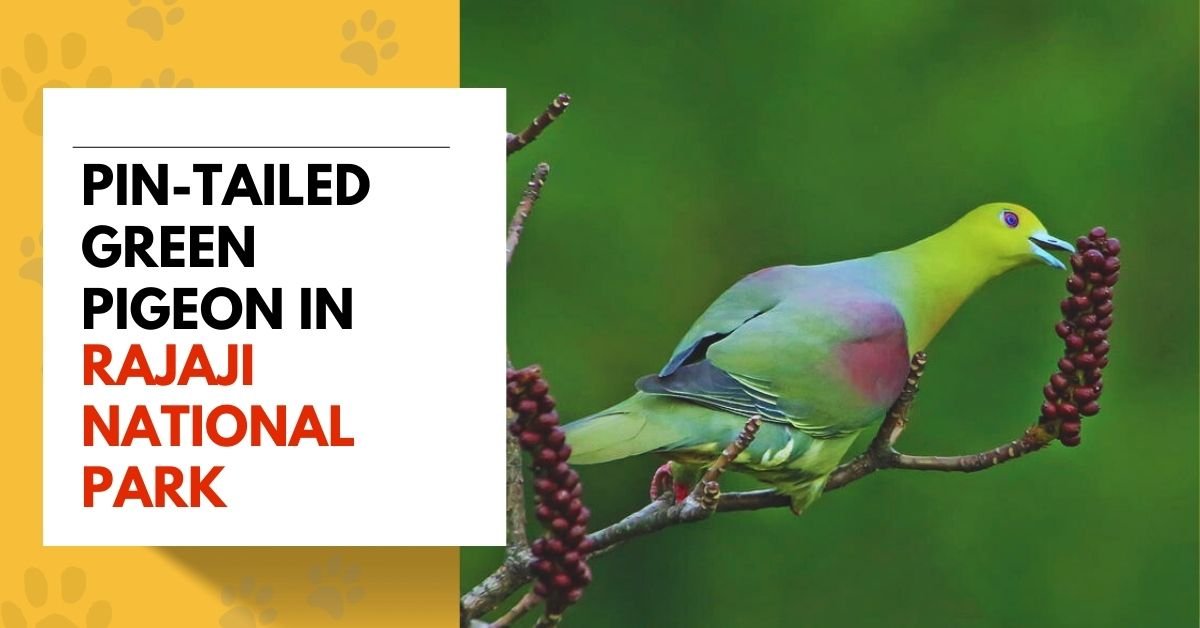 Pin-tailed Green Pigeon in Rajaji National Park