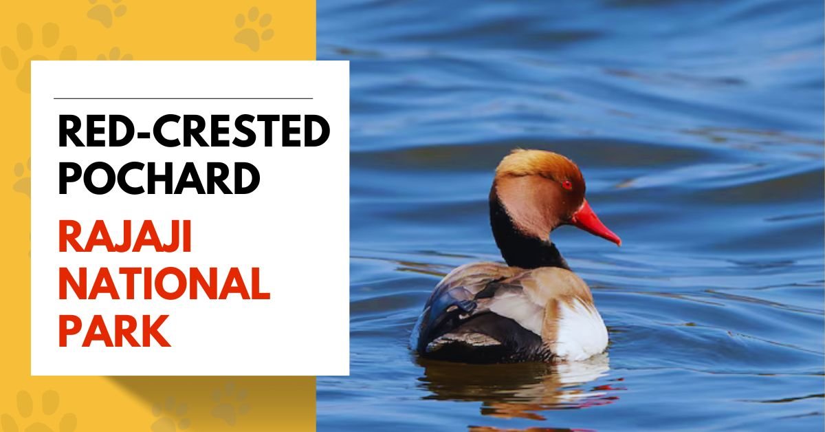 Red-Crested Pochard